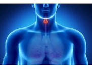 Щитовидная железа: ключ ко многим вопросам здоровья